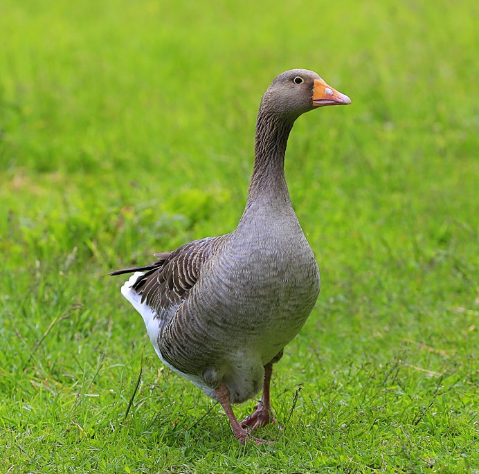 Гуска Гусыни