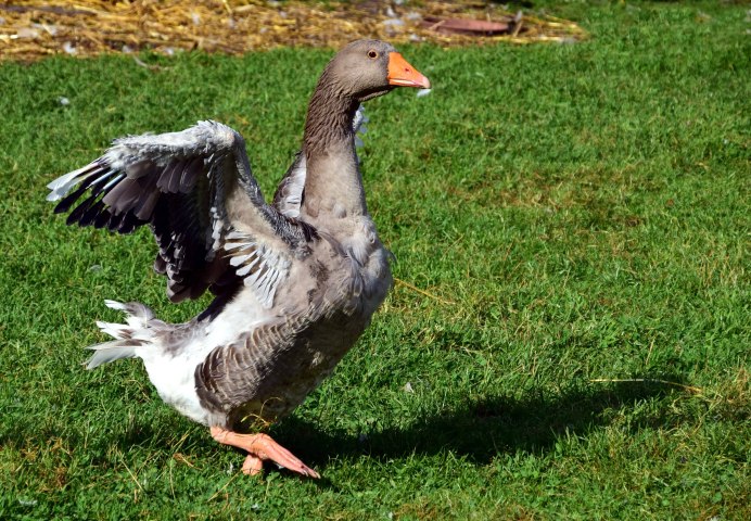 Гусак и гусыня