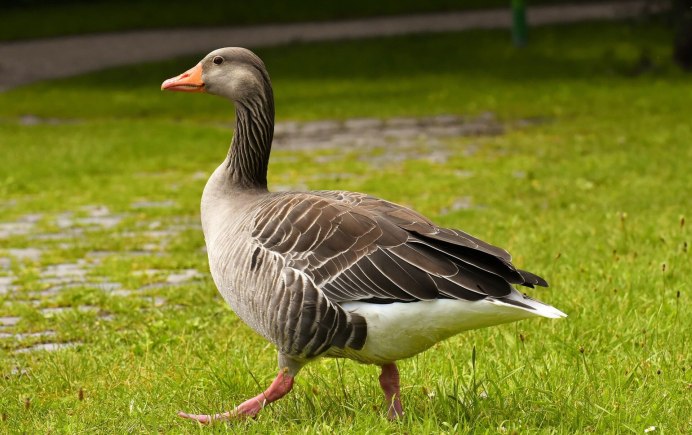 Гусь картинка