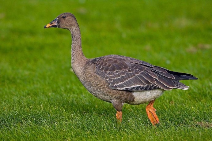 Дикий Гусь гуменник