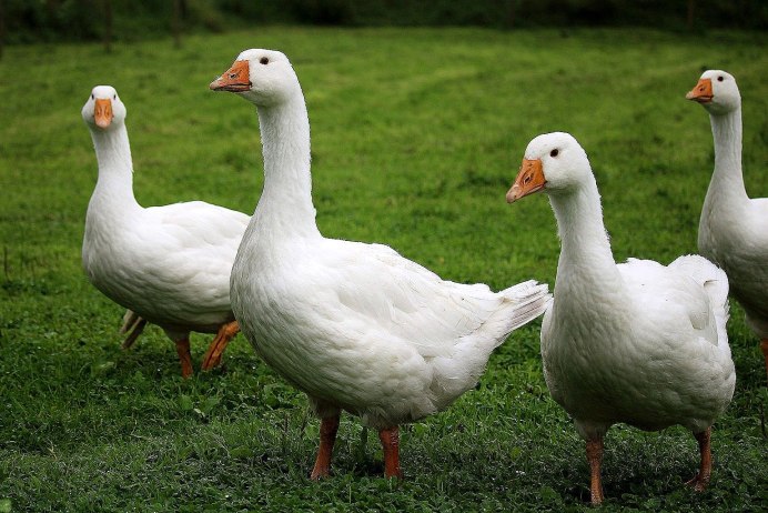 Гусь белый домашний
