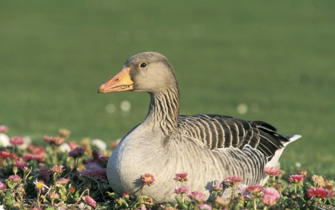 Итальянские гуси