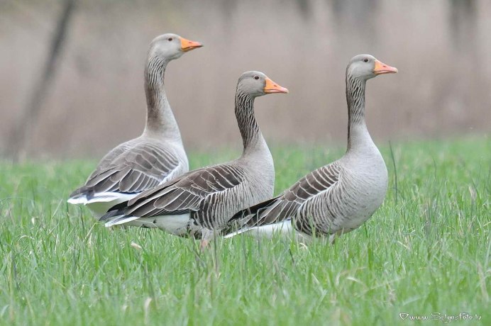 Серый Гусь Anser Anser