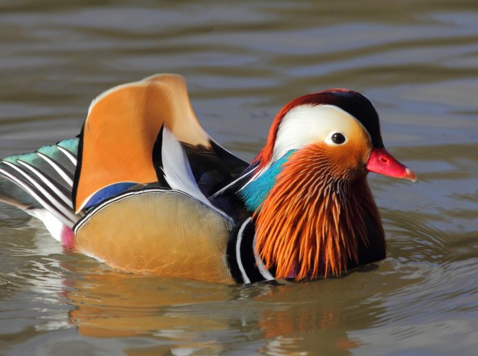 Отряд мандаринки