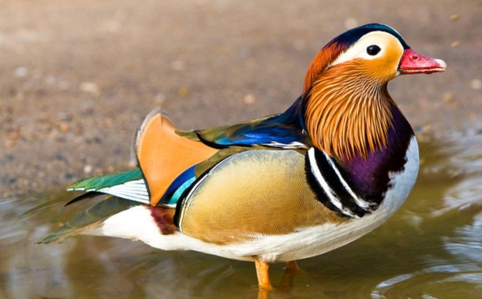 Мандаринка птица раскраска