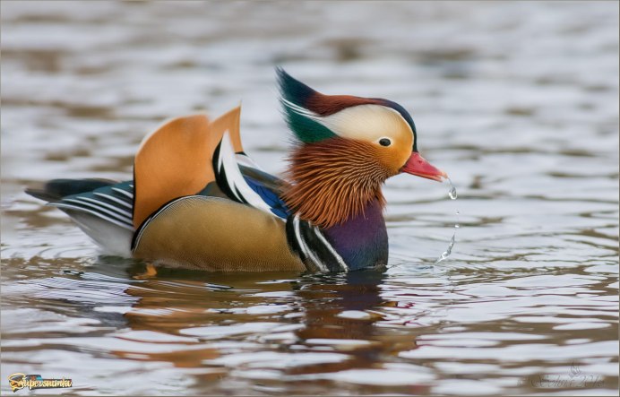 Экзотические птицы утка Мандаринка