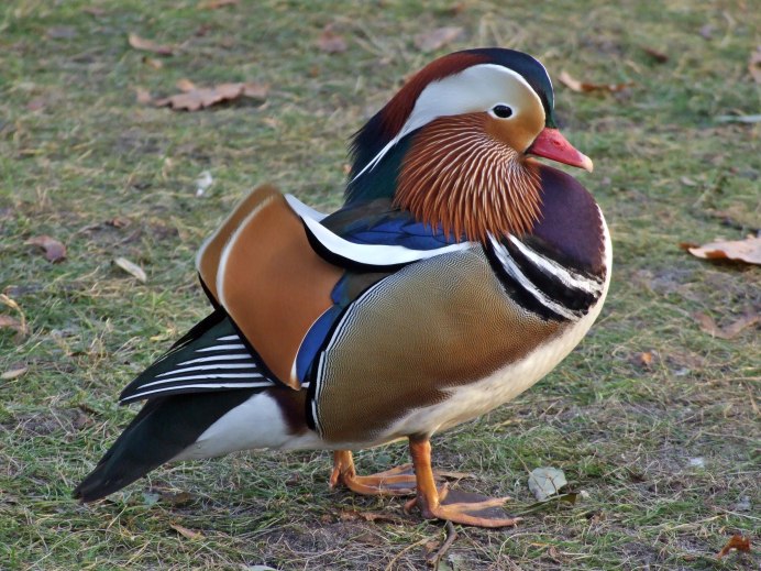 Утка Мандаринка альбинос