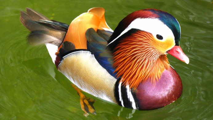 Утка Мандаринка рисунок для раскрашивания