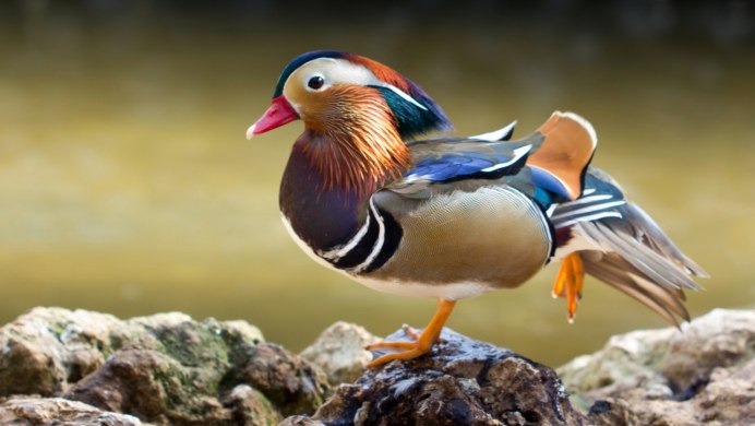 Утка Мандаринка на белом фоне