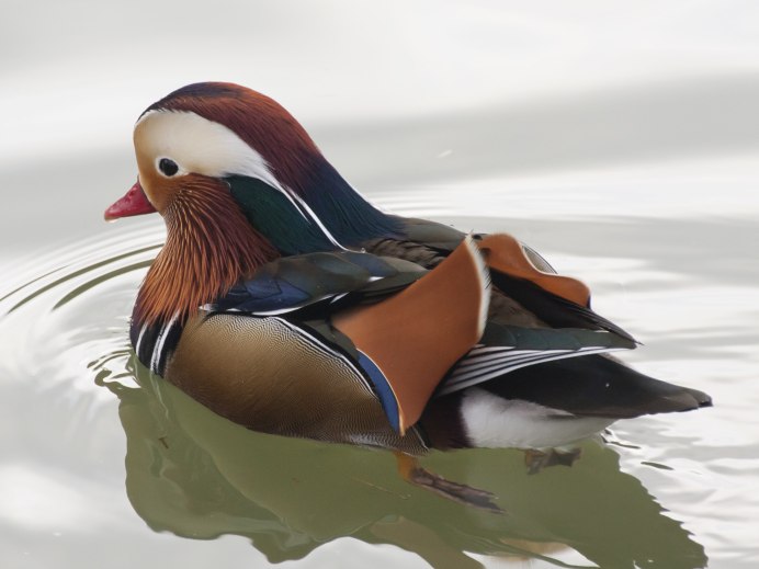 Утка Мандаринка в Забайкалье