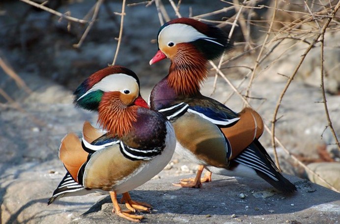 Мандаринка птица раскраска