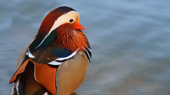 Китайская утка Мандаринка