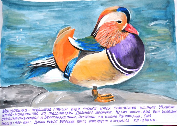 Утка Мандаринка