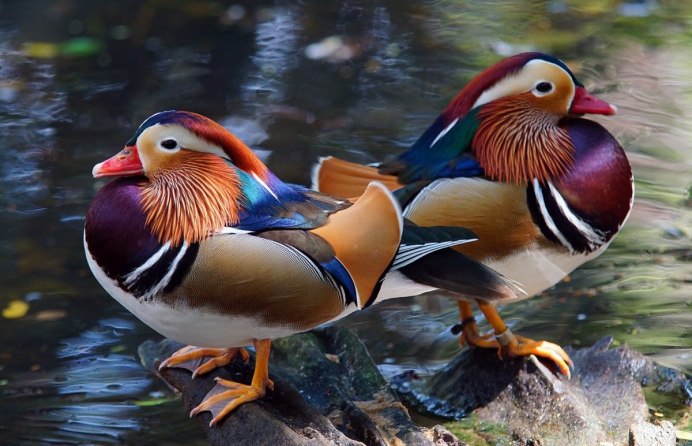 Тату утка Мандаринка