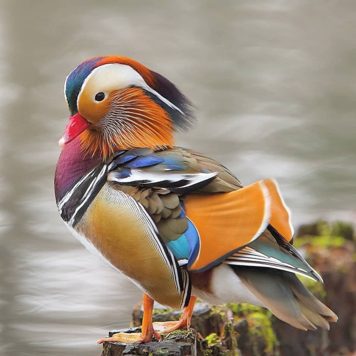 Мандаринка птица размер