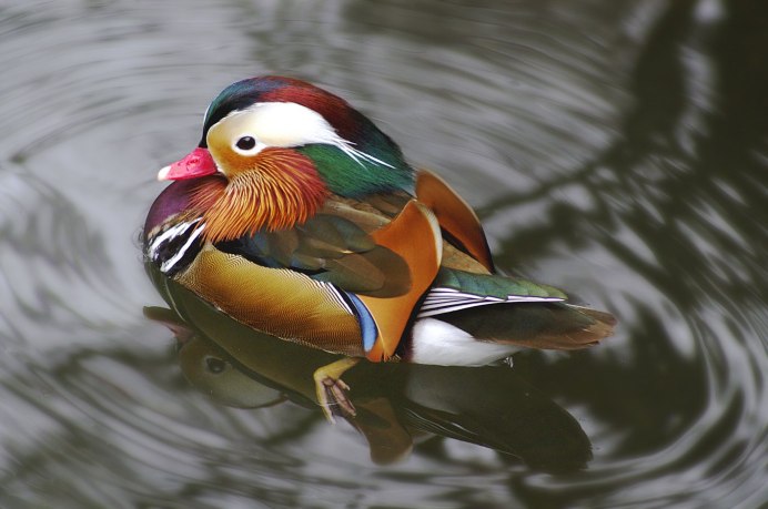 Утка рисунок