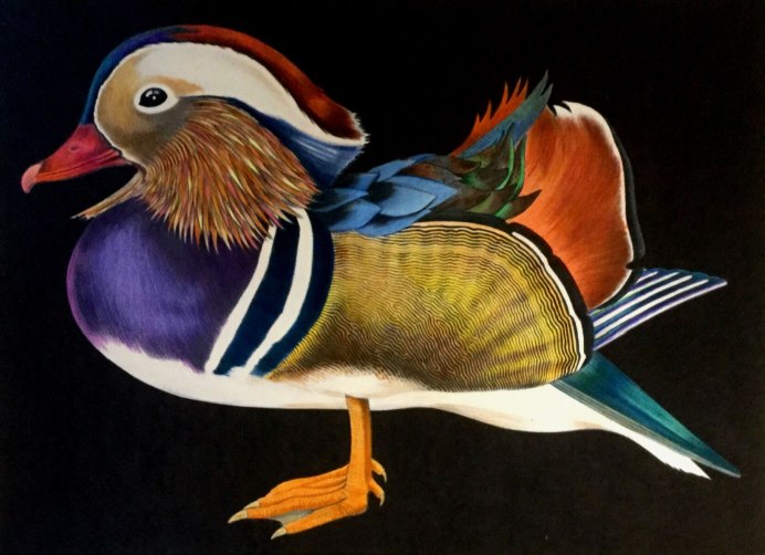 Попугай Мандаринка