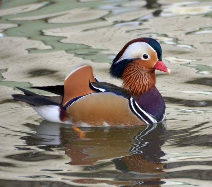 «Утка Мандаринка (Aix galericulata