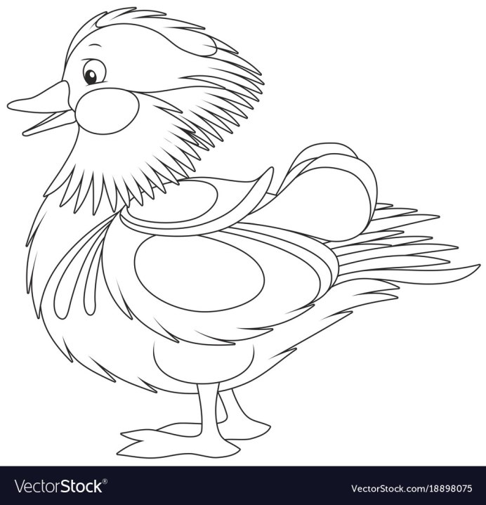 Мандаринка птица раскраска