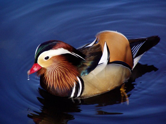 Утка Мандаринка Приморского края