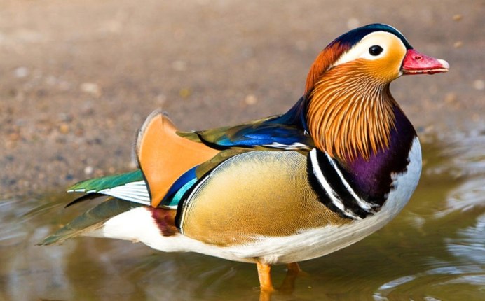 Утка Мандаринка вектор