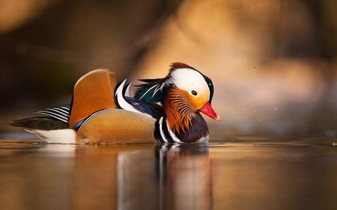 Утка Мандаринка и Апельсинка