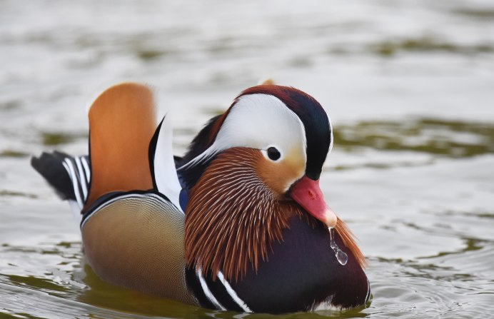 Утка Мандаринка в Китае