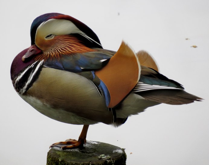 Мандаринка силуэт