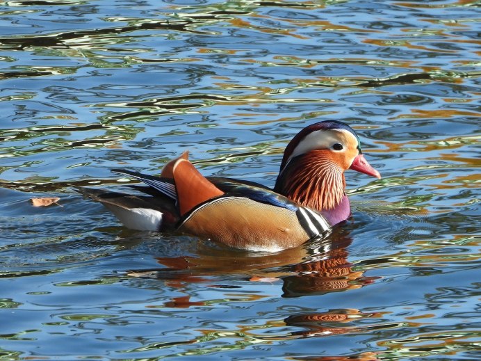 Утки мандаринки вектор
