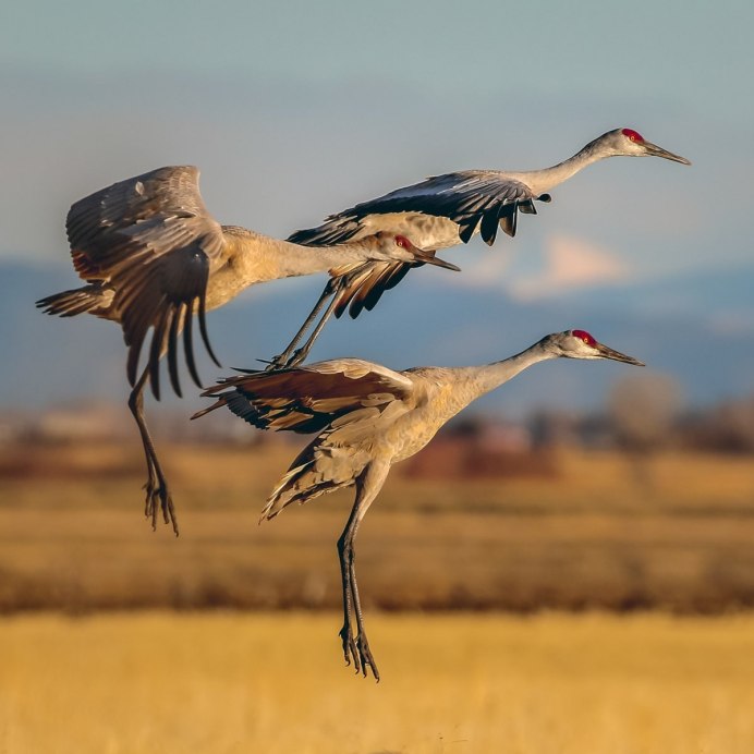 Grus canadensis
