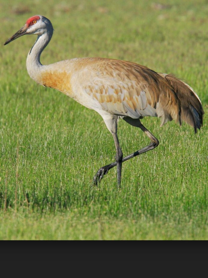 Grus canadensis