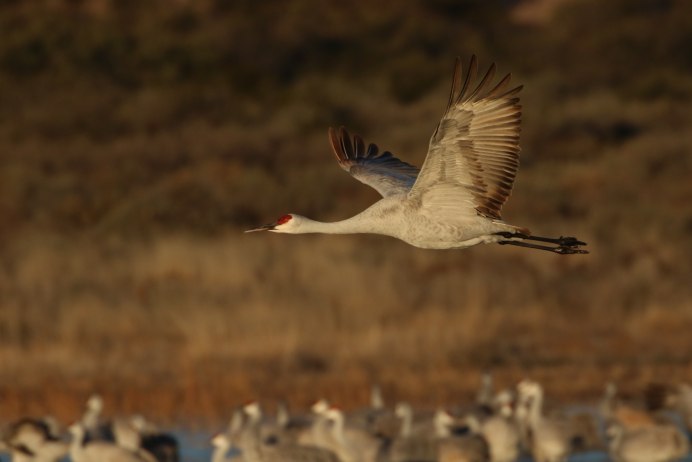 Grus canadensis
