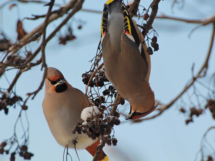 Свиристель обыкновенный (Bombycilla garrulus)