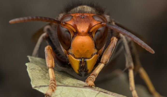 Оса Германская Vespula Germanica