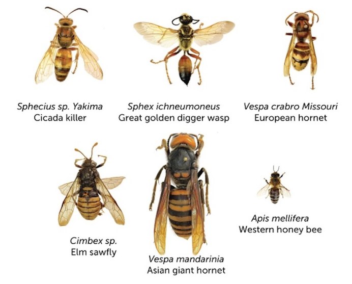 Vespa mandarinia Шершень