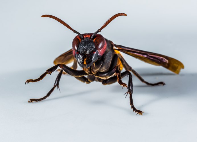 Wasp Оса