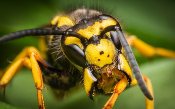 Sceliphron caementarium