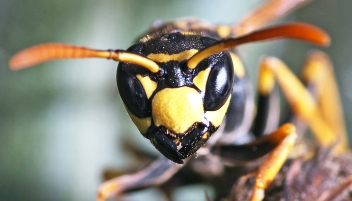 Шершни / Yellowjackets