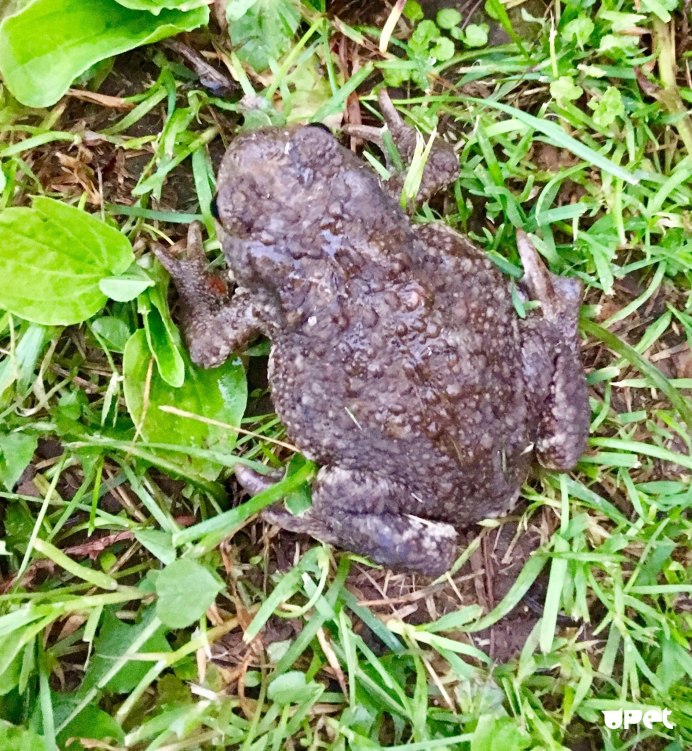 Серая жаба Bufo Bufo