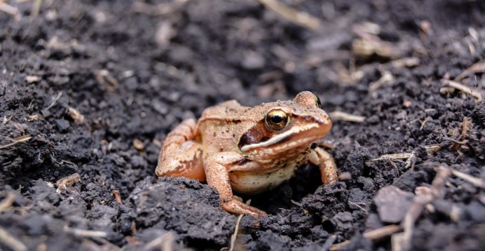 Зеленая жаба Bufo viridis