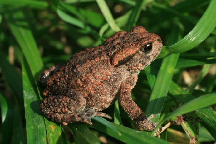 Anaxyrus debilis