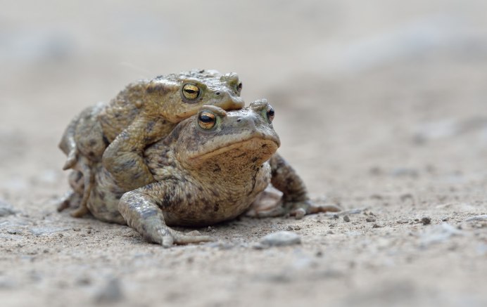 Обыкновенная жаба (Bufo Bufo)