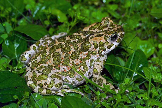 Серая Земляная жаба (Bufo Bufo)