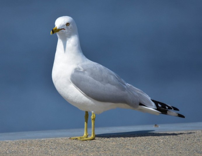 Чайка Seagull