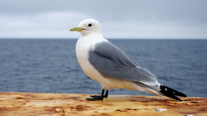 Морская Чайка Larus Marinus