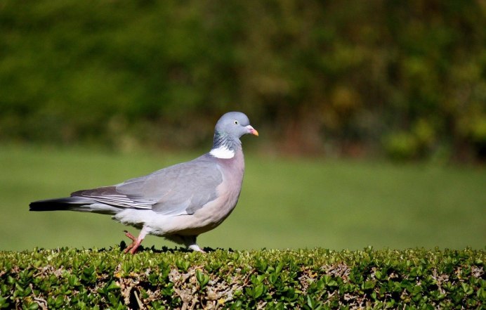 Mourning dove птица