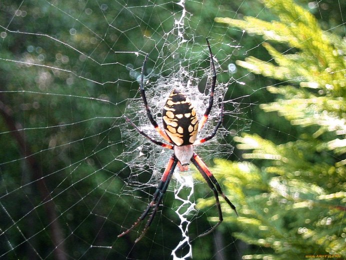 Araneus diadematus - крестовик