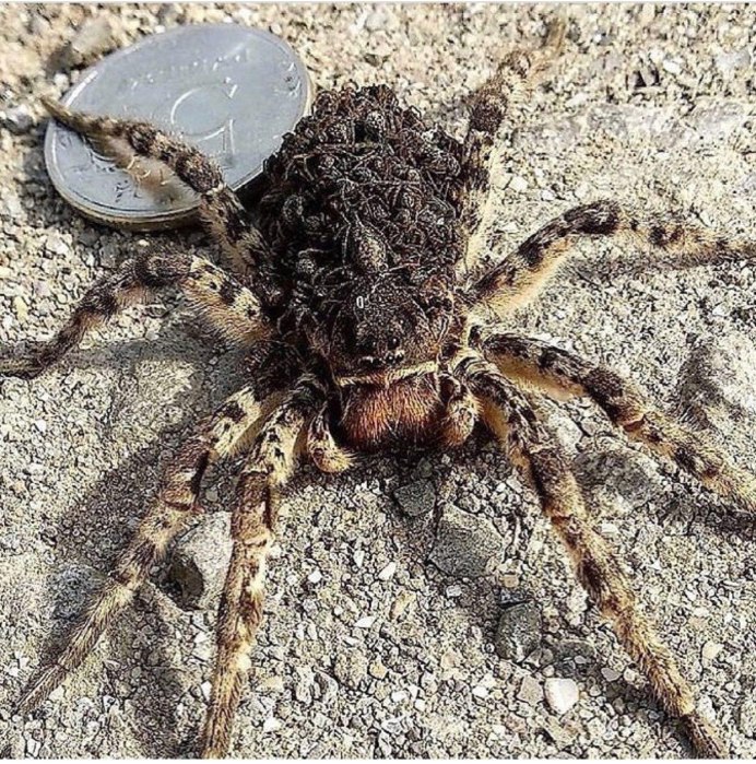 Паук золотопряд Nephila