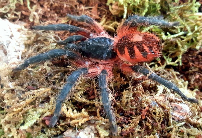 Philodromus margaritatus