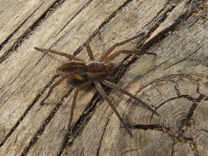 Araneus diadematus - крестовик